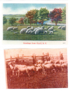 History Mystery Adam Anthony Sheep 11 17 21